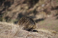 Short Beaked Echidna - Berringa Sanctuary 