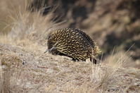 Short Beaked Echidna - Berringa Sanctuary 