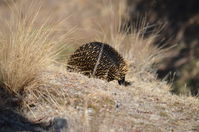 Short Beaked Echidna - Berringa Sanctuary 