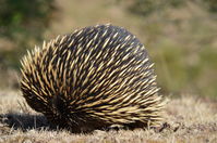 Short Beaked Echidna - Berringa Sanctuary 