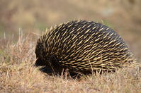 Short Beaked Echidna - Berringa Sanctuary 