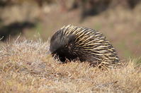 Short Beaked Echidna - Berringa Sanctuary 