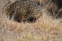 Short Beaked Echidna - Berringa Sanctuary 