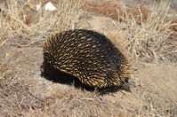 Short Beaked Echidna - Berringa Sanctuary 