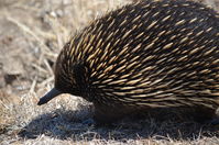 Short Beaked Echidna - Berringa Sanctuary 