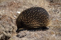 Short Beaked Echidna - Berringa Sanctuary 