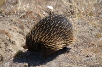 Short Beaked Echidna - Berringa Sanctuary 