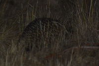 Short Beaked Echidna - Berringa Sanctuary 