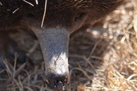 Short Beaked Echidna - Berringa Sanctuary 