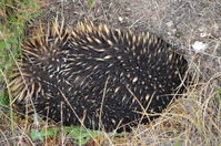 Short Beaked Echidna - Berringa Sanctuary 