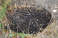 Short Beaked Echidna - Berringa Sanctuary 