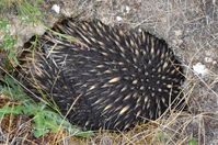 Short Beaked Echidna - Berringa Sanctuary 