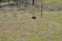 Short Beaked Echidna - Berringa Sanctuary 