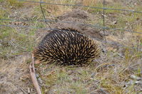 Short Beaked Echidna - Berringa Sanctuary 