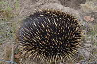 Short Beaked Echidna - Berringa Sanctuary 