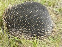 Short Beaked Echidna - The Block Berringa