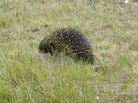 Short Beaked Echidna - The Block Berringa