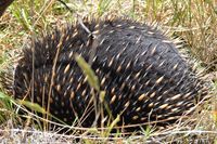 Short Beaked Echidna - The Block Berringa