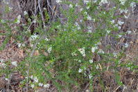 Shrub - Berringa Sanctuary