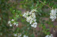 Shrub - Berringa Sanctuary