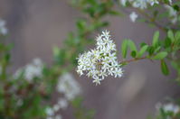 Shrub - Berringa Sanctuary