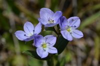 Slender Speedwell - Berringa Sanctuary 