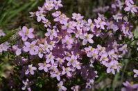 Slender Speedwell - Berringa Sanctuary 