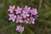 Slender Speedwell - Berringa Sanctuary