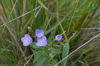 Slender Speedwell - Berringa Sanctuary