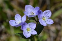 Slender Speedwell - Berringa Sanctuary