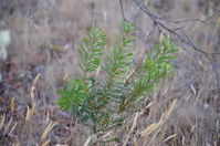 Sliver Banksia - Berringa Sanctuary