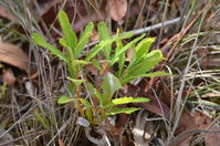 Sliver Banksia - Berringa Sanctuary