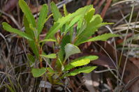 Sliver Banksia - Berringa Sanctuary