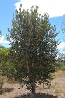 Sliver Banksia - Berringa Sanctuary