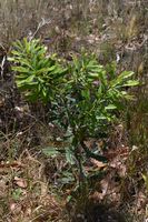 Sliver Banksia - Berringa Sanctuary