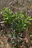 Sliver Banksia - Berringa Sanctuary