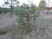 Sliver Banksia - The Block Berringa