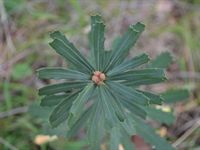 Sliver Banksia - The Block Berringa