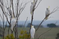 Sluphur Crested Cockatoo The Block Berringa