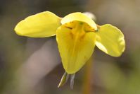 Small Golden Moths Orchid - Berringa Sanctuary 