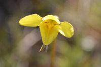 Small Golden Moths Orchid - Berringa Sanctuary 