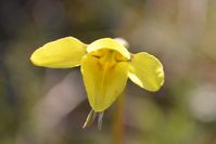 Small Golden Moths Orchid - Berringa Sanctuary 