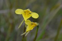 Small Golden Moths Orchid - Berringa Sanctuary 