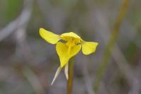 Small Golden Moths Orchid - Berringa Sanctuary 