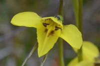 Small Golden Moths Orchid - Berringa Sanctuary 