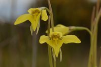 Small Golden Moths Orchid - Berringa Sanctuary 