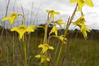 Small Golden Moths Orchid - Berringa Sanctuary 