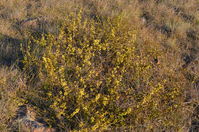 Snake Wattle - Berringa Sanctuary 