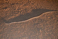 South Western Carpet Python - Karakamia Sanctuary - A.W.C -W.A