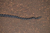 South Western Carpet Python - Karakamia Sanctuary - A.W.C -W.A